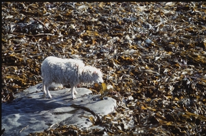 Seaweed Eating sheep, North Ronaldsay, Orkney
