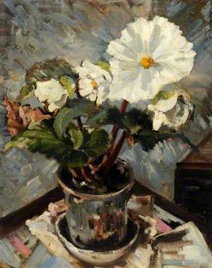 White Begonia