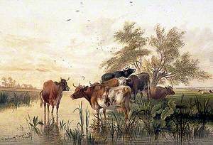 Cattle in a Water Meadow