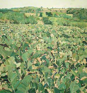 View from the Studio, Cabbage Field