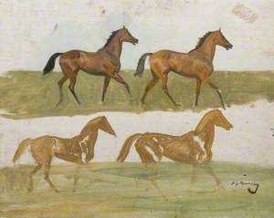 Studies of a Bay Racehorse
