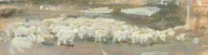 Study of Exmoor Sheep
