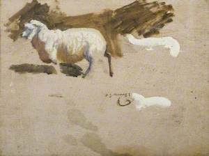 Study of an Exmoor Sheep