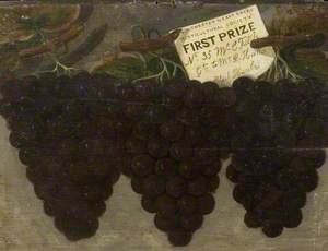 Three Bunches of First Prize Black Grapes