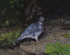 Pidgeon (The Dove)