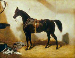 Lord Canning's Hunter, Saddled and Tethered