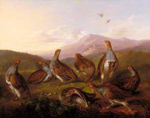 Partridges in a Moorland Landscape