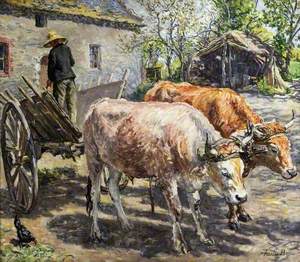 Oxen in Brittany