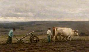 Ploughing with Oxen