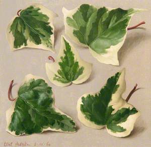 Five Variegated Ivy Leaves