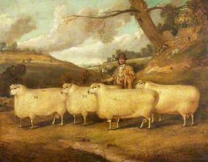 Mr Garne's Cotswold Sheep, Northleach