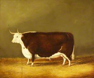 A Hereford Ox