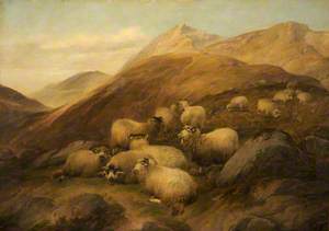 Mountain Sheep