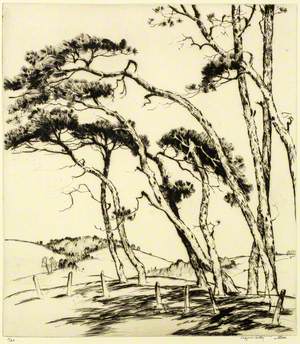 Windblown Pines