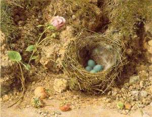A Hedge-sparrow’s Nest