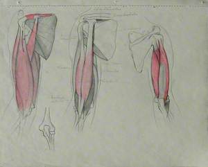 Musculature of Upper Arm and Elbow Joint
