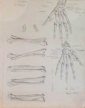 Radius and Ulna, and Skeletal Structures of Right Hand, Back View