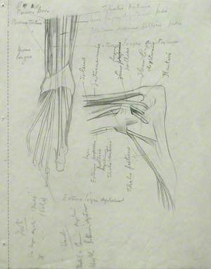 Musculature of Feet