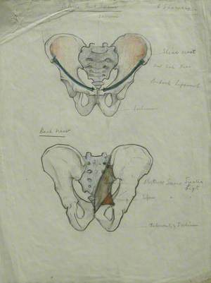 Pelvis Front and Back Views