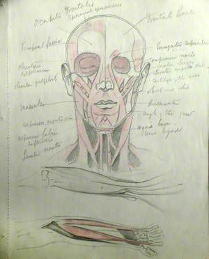 Musculature of Face and Neck Facing Front, and Lower Arms