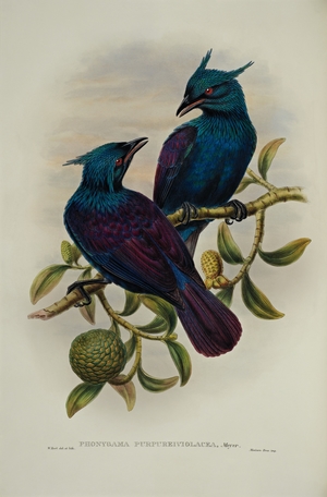 Phonygama purpureo-violacea