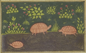 Tortoises by a Stream