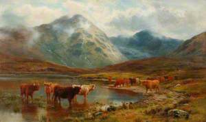 Scotch Cattle and Mist