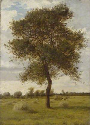Study of an Ash Tree in Summer