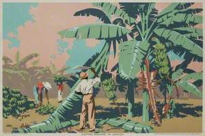 Cutting Bananas in Jamaica
