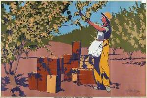 Gathering Apricots for Canning – Australia