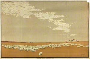 A Flock of Merino Sheep – Australia