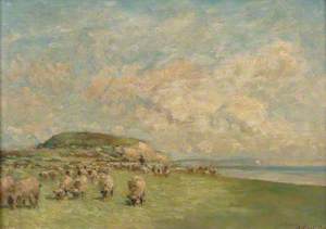 Sheep Grazing on Hengistbury Head