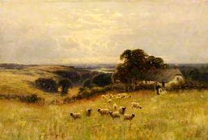 Meadow with Sheep