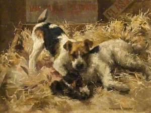 Fox Terriers