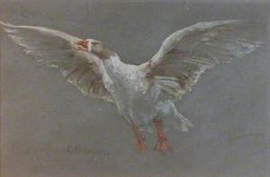 Study of a Goose Taking Flight