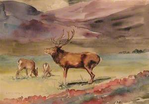 Study of Deer in Cumbrian Hills