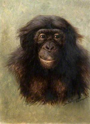 Head of Chimpanzee (simia satyrus marungensis) from Life