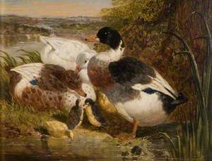 Ducks and Ducklings in a Landscape