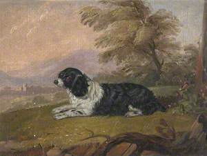 'Dash', Mr H. W. Foley's Favourite Dog