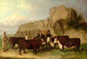 Cattle at Buildwas Abbey, Shropshire