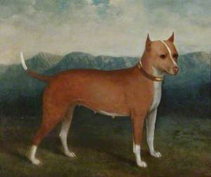 Dudley Terrier