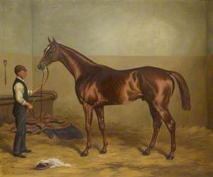 Sir Hugo as a Three Year-Old Held by a Groom in a Stable