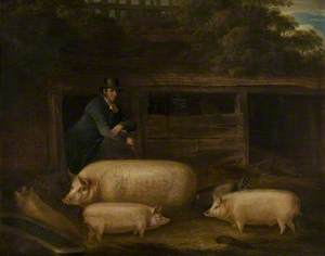 Harry Green, the Pigman with His Pigs in a Sty