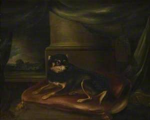 Terrier on a Red Cushion