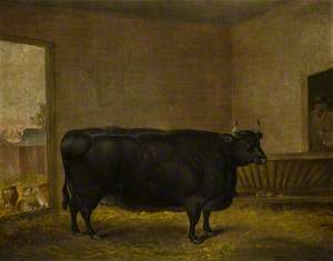 A Prize Bull: A Fat Kerry Cow