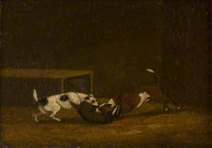 Two Terriers Badger Baiting