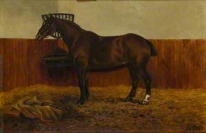 The Old Cob in a Stable, Aged 33