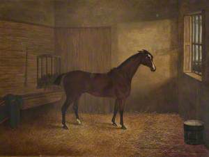 Family Horse in Stables