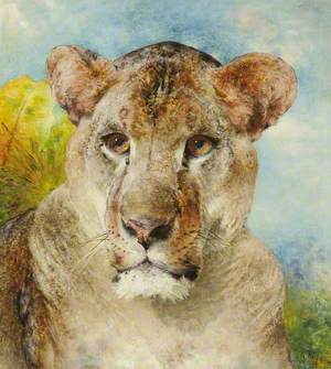 Head of a Lioness