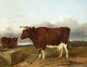 The Red Cow